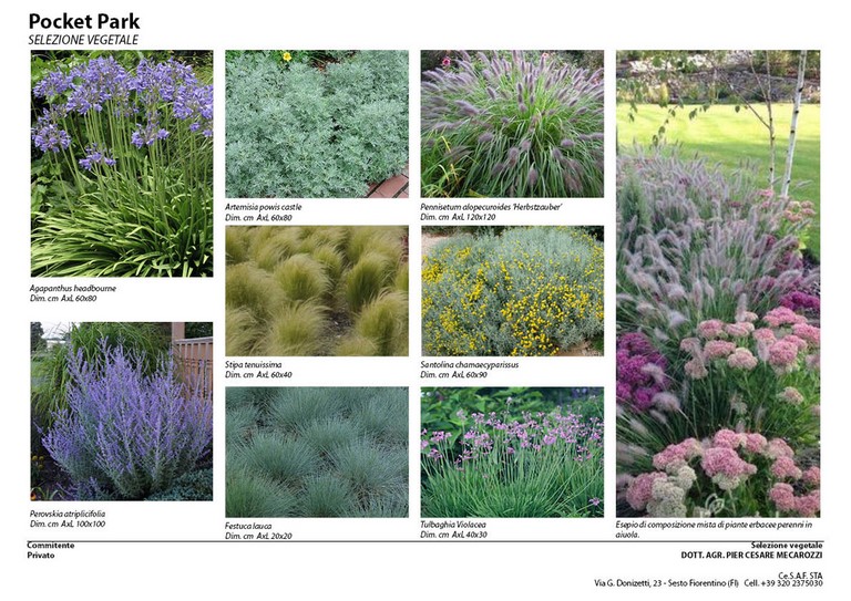 Pocket Park - selezione vegetale