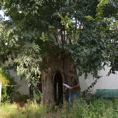 Bagolaro con cavità