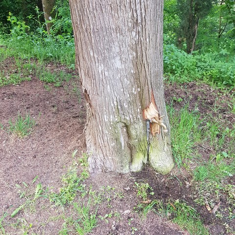 Albero con rubinetto