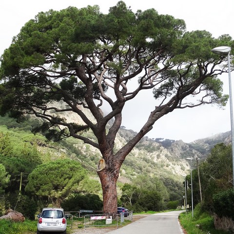 Nono Pino, Porto Azzurro