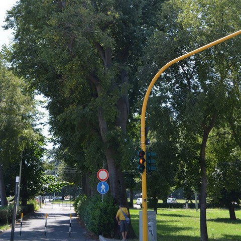 Valutazione di stabilità alberi Firenze