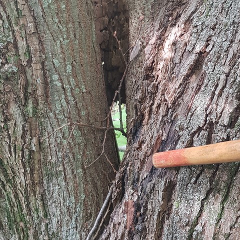 Tessuto corticale danneggiato